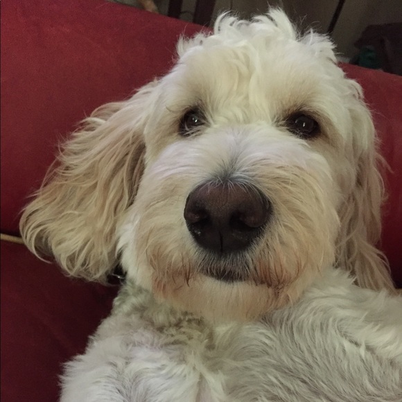 Meet your Posher, Matthew - Picture 1 of 1